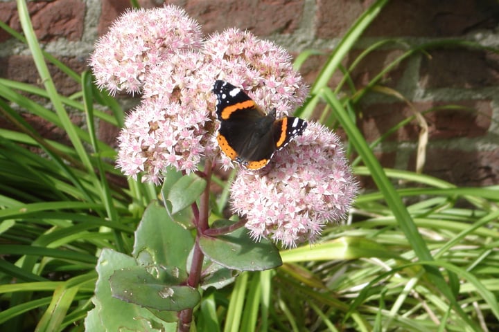 Bekijk foto 35 van Beukenlaan 257