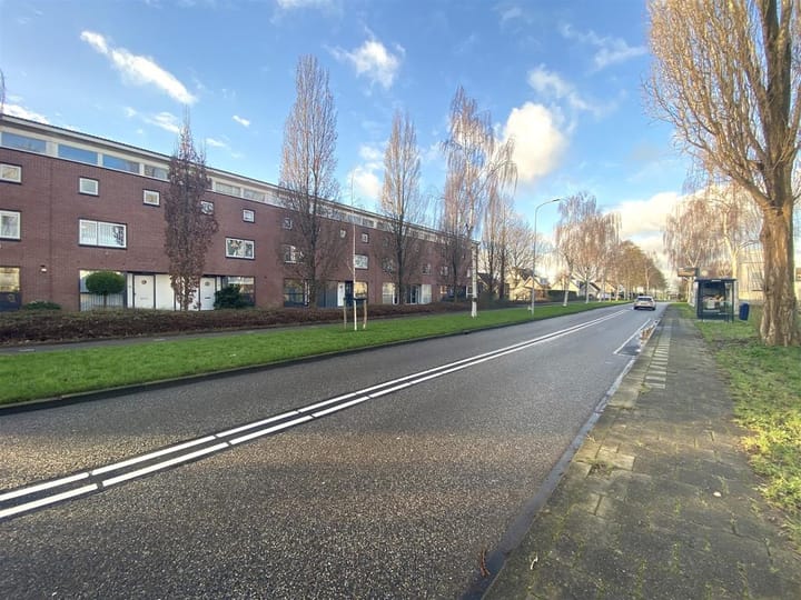 Bruine Lijster 18