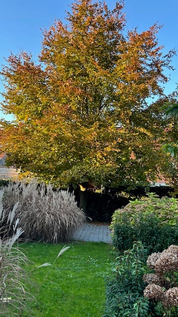 Photo 38 of Boomgaard 22