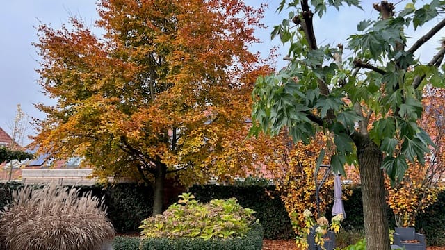 Foto 42 van Boomgaard 22