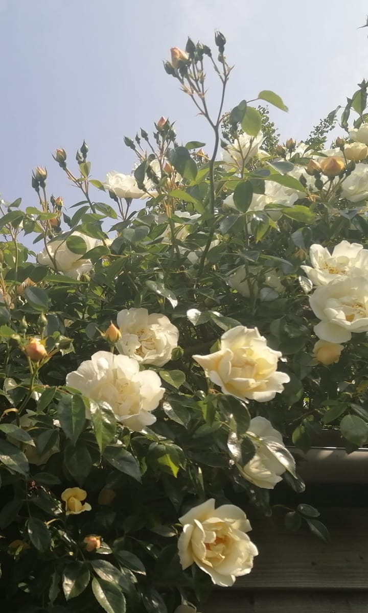 Foto 37 van Lankforst 3307