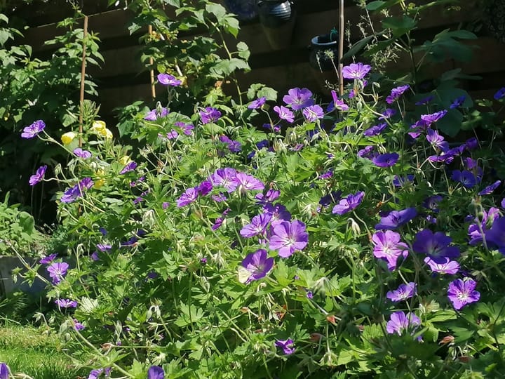 Foto 42 van Lankforst 3307