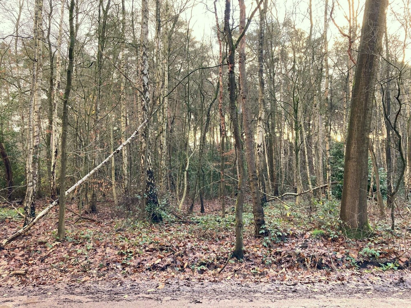 Foto 1 van Hazenpad 7