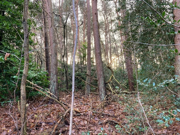 Foto 4 van Hazenpad 7