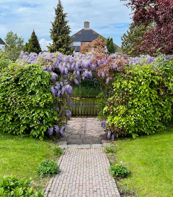 Foto 58 van Meerkoet 10