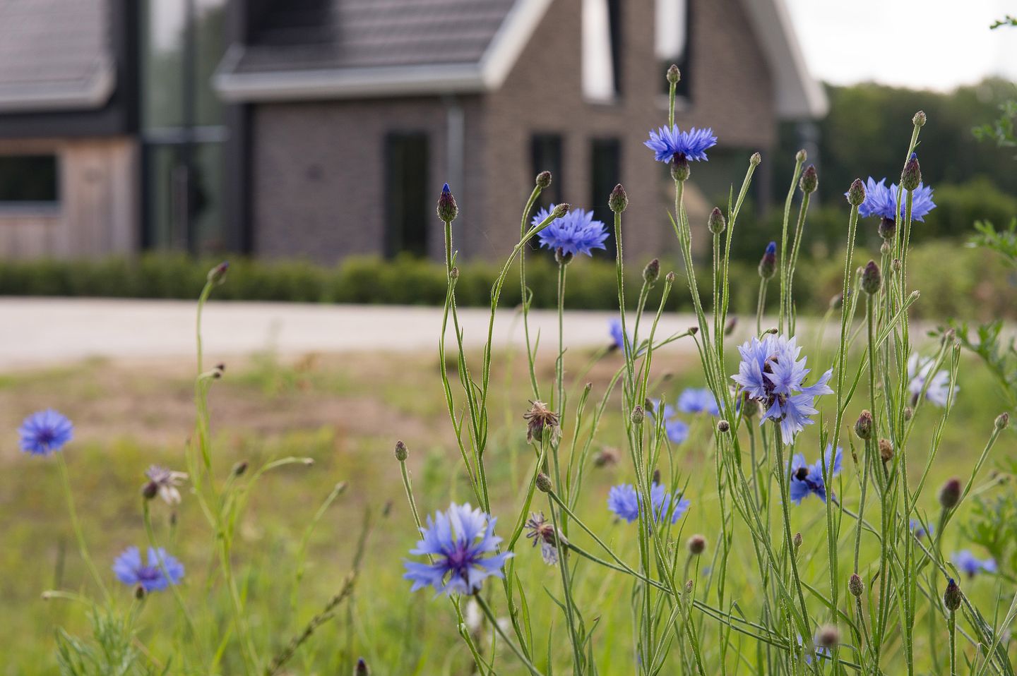 Foto 10 van De Es, kavel 2.3