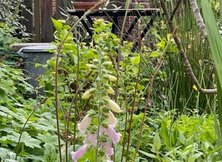 Foto 32 van Colenbranderstraat 5