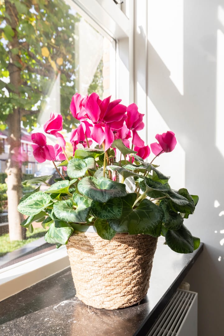 Foto 23 van Zomertuin 27