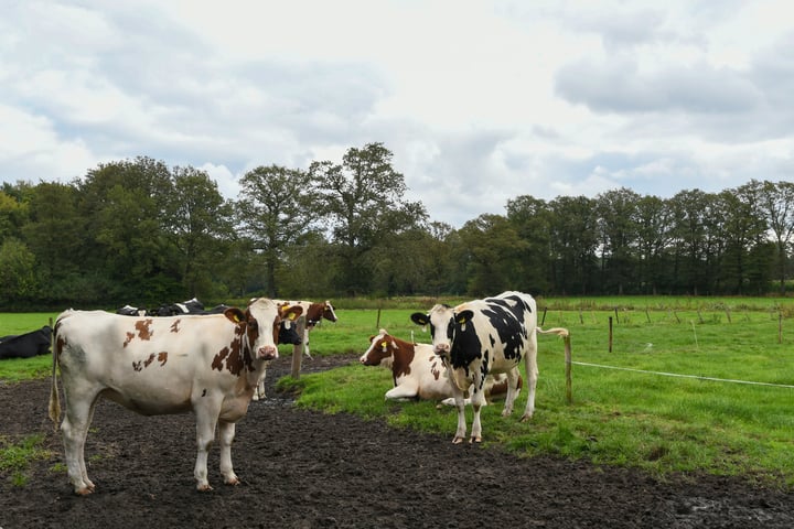 Bekijk foto 38 van Kruispeelweg 23