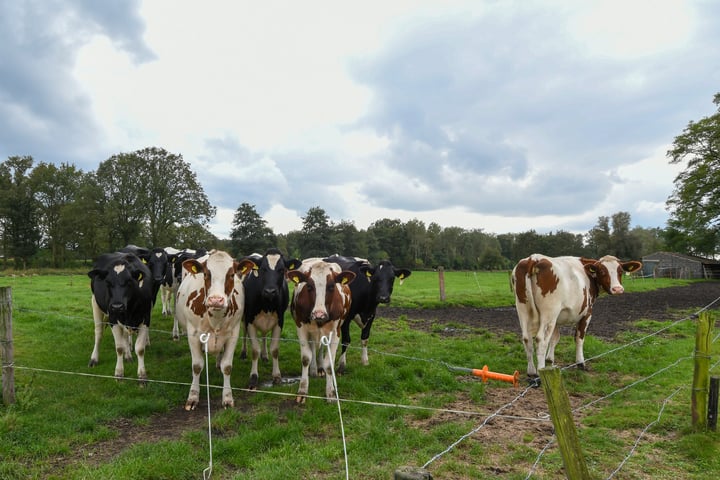 Bekijk foto 39 van Kruispeelweg 23