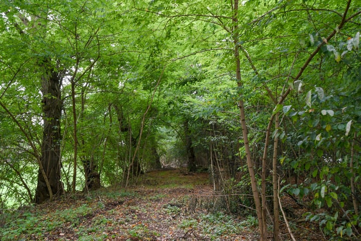 Bekijk foto 46 van Kruispeelweg 23