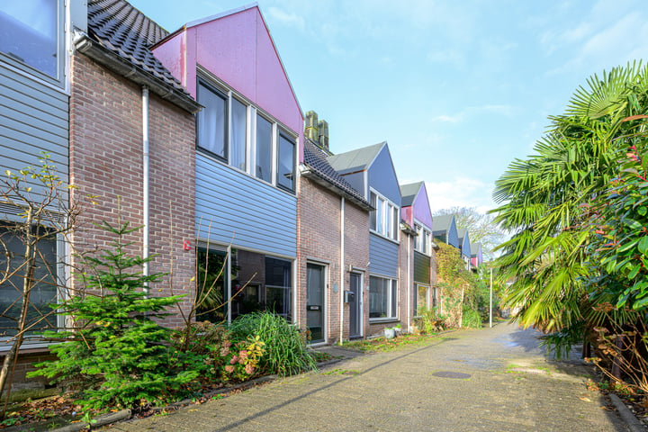 Ridderspoor 37