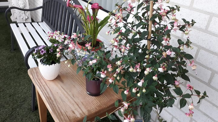 Foto 7 van Runmolen 20