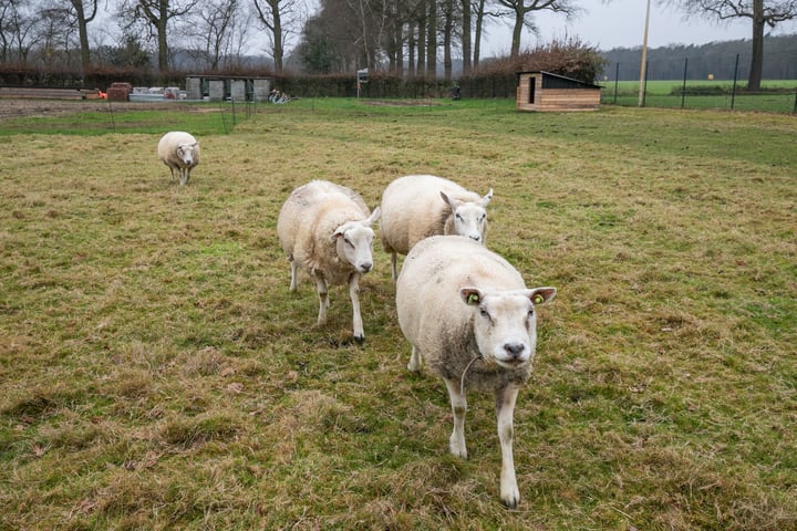 Bekijk foto 30 van Roskam 1