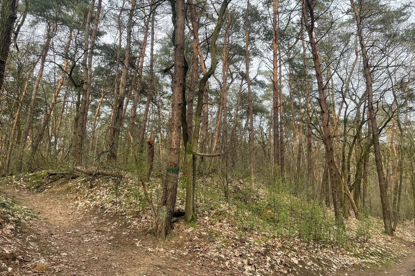 Bekijk foto 5 van Grote Blerickse Bergenweg