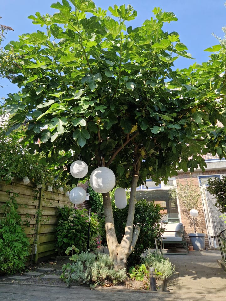 Foto 13 van Westfrankelandsestraat 133