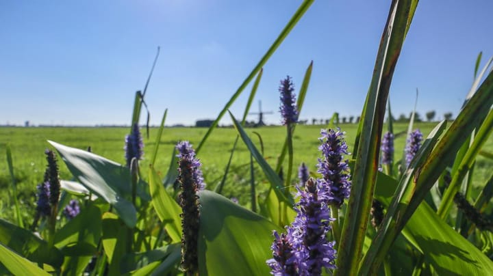 Foto 13 van Pastoor Schramaweg 8