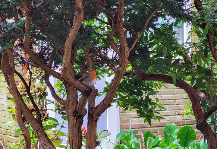 Foto 17 van Graaf Willemlaan 70