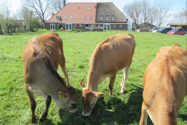 Bekijk foto 11 van Bobeldijk