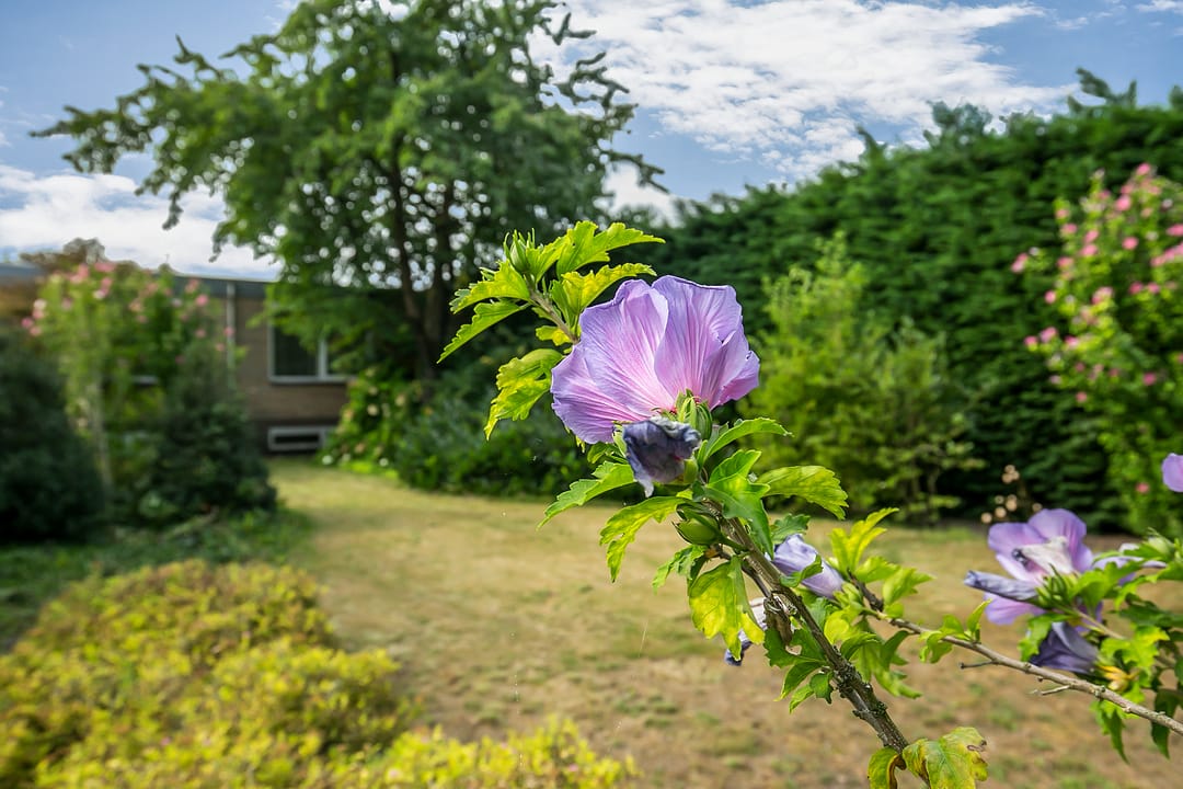Photo 43 of Predikant Swildensstraat 36