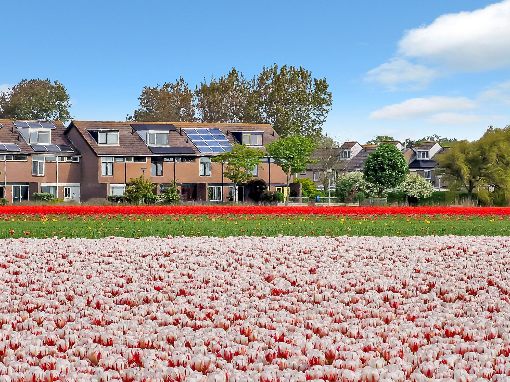 Foto 36 van Vogelarij 29