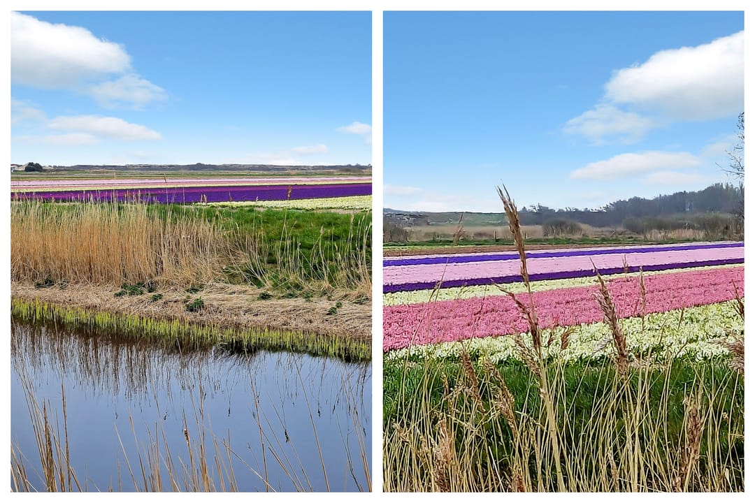 Foto 37 van Vogelarij 29