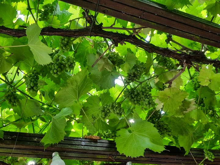 Foto 44 van Nijhoffplein 11