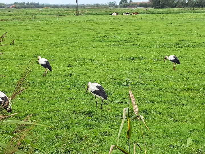 Foto 46 van Nijhoffplein 11