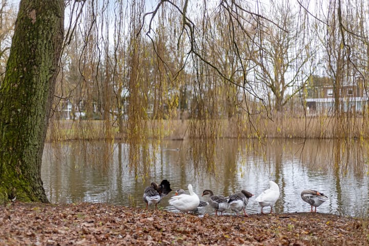 Foto 33 van Cesar Francklaan 12