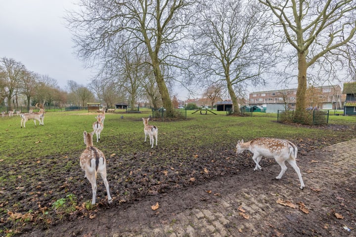 Bekijk foto 36 van Mauritslaan 38