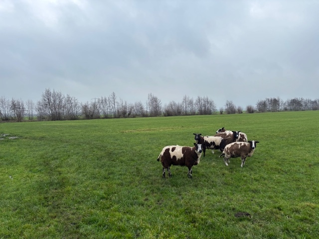 Bekijk foto 1 van Wagendijk