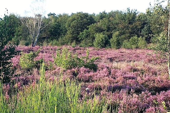 View photo 25 of Brabantse Hoeve 9