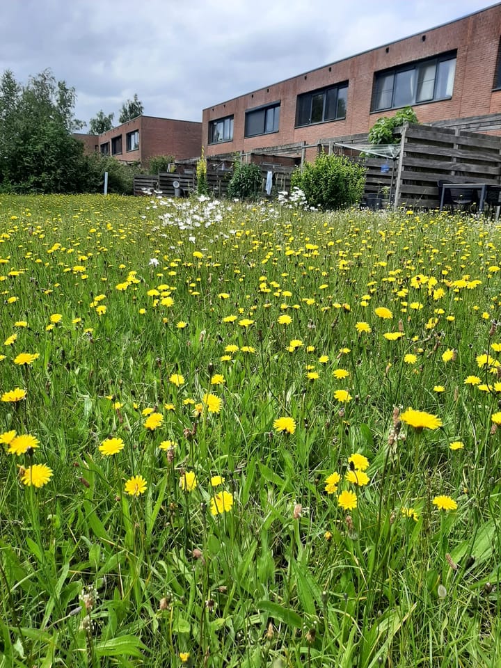 Foto 42 van Duinvoet 70