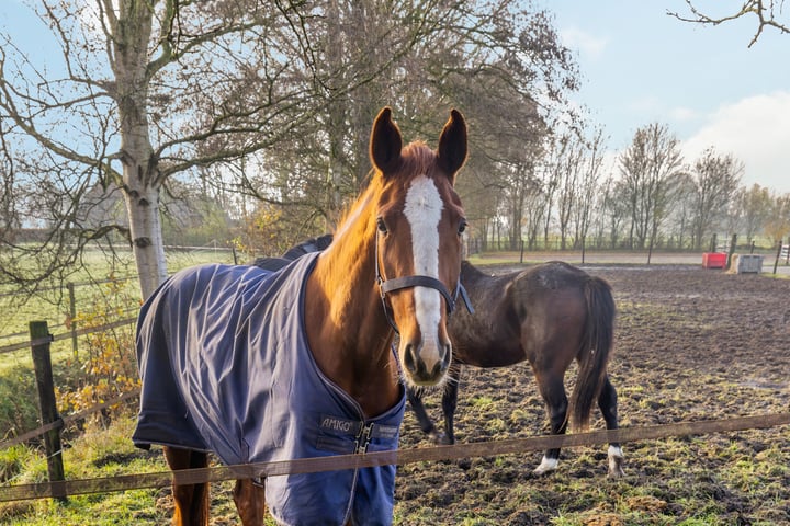 View photo 13 of Nieuwe Berkendijk 10