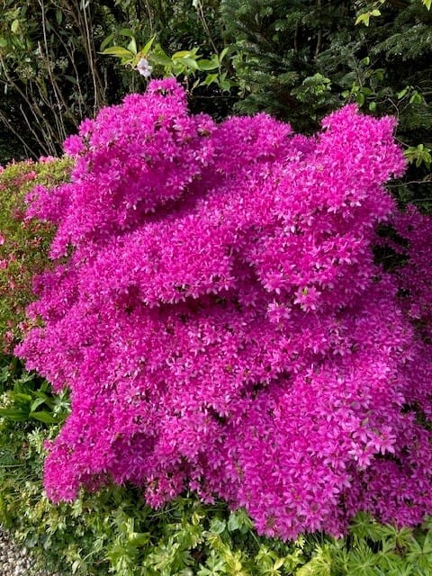 Foto 55 van Jan Steenlaan 4