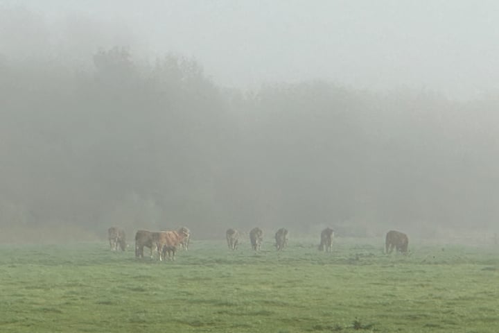 Bekijk foto 28 van Nijensteinheerd 120