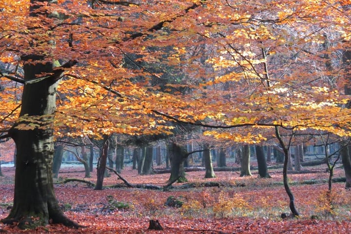 Bekijk foto 10 van Delerweg