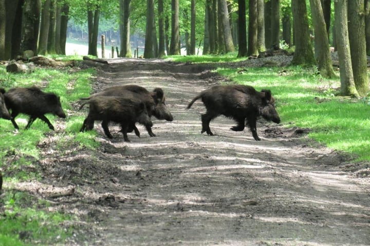 Bekijk foto 21 van Delerweg