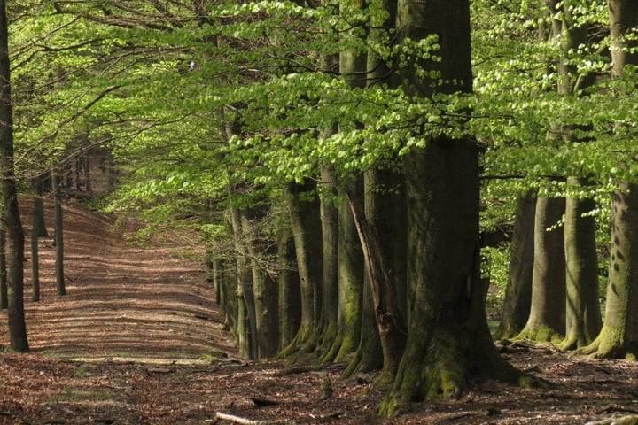 Bekijk foto 9 van Delerweg