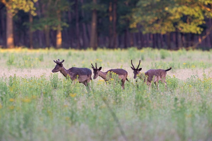 Bekijk foto 18 van Delerweg