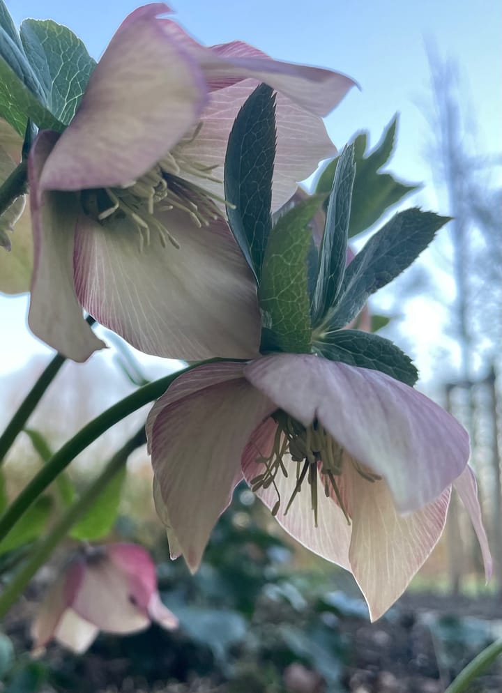 Foto 57 van Goaijengeamieden 5