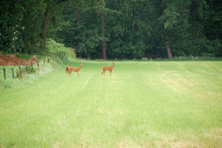 Bekijk foto 53 van Essenhuizerweg 4