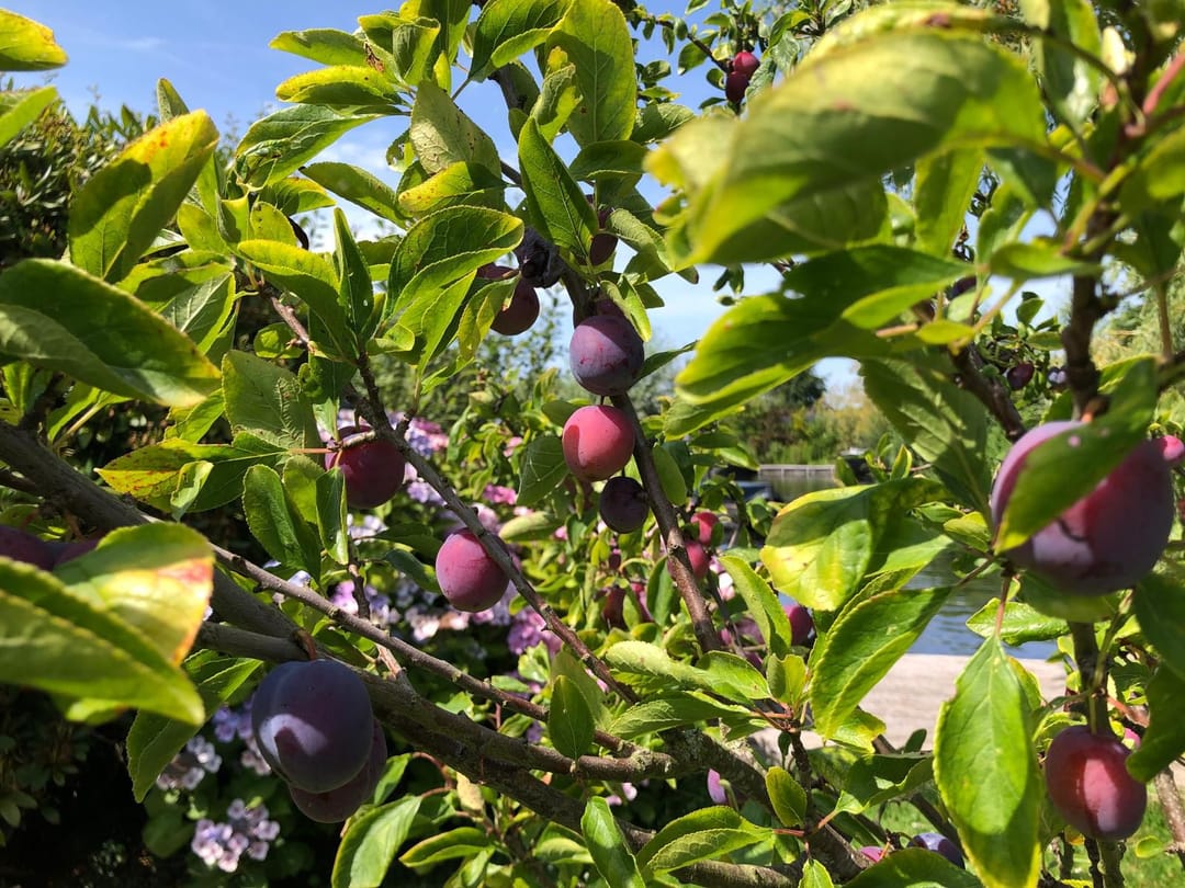 Foto 32 van Herenweg 220-A