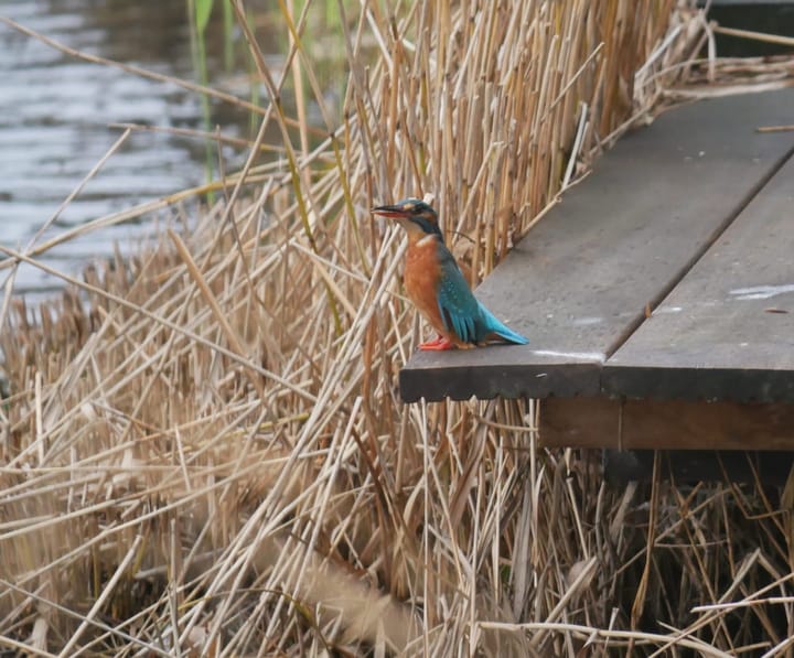 Foto 51 van Zomereik 75