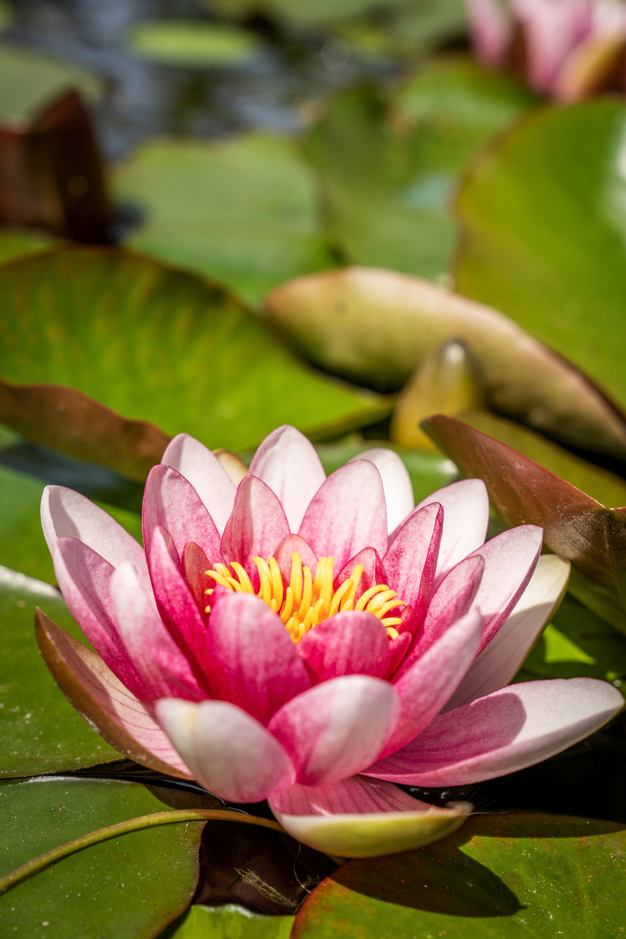 Foto 66 van Kikkertstraat 17