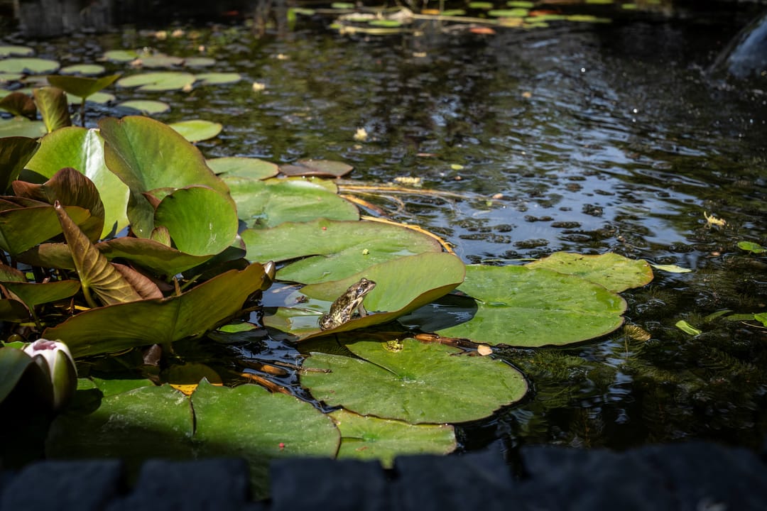 Foto 67 van Kikkertstraat 17