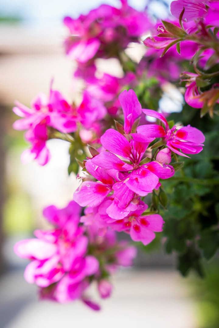 Foto 79 van Kikkertstraat 17