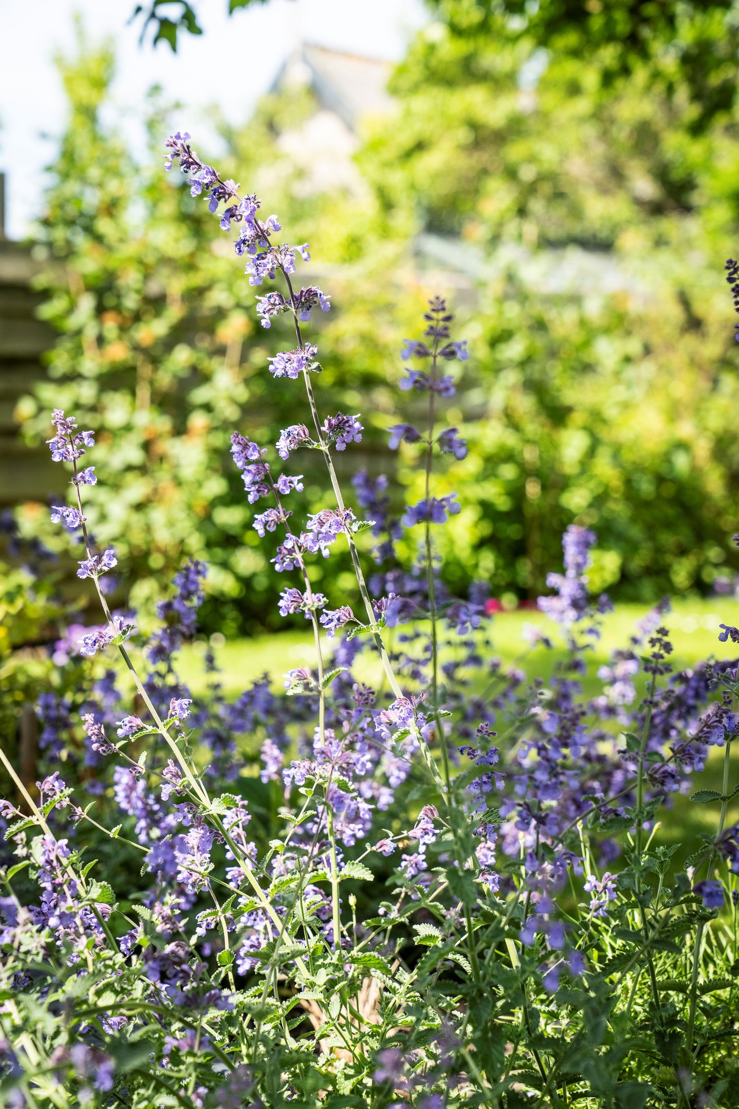 Foto 80 van Kikkertstraat 17