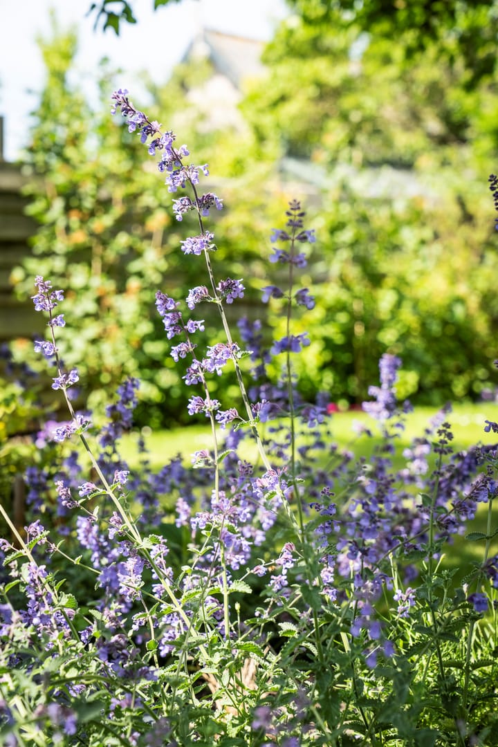 Foto 80 van Kikkertstraat 17