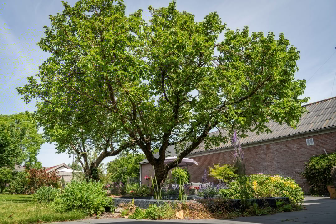 Foto 83 van Kikkertstraat 17